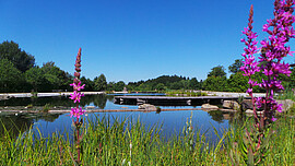 Banner Führung im Feng Shui Kurpark